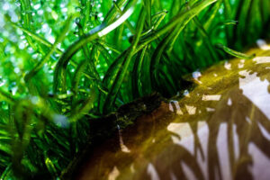 Makroaufnahme von grünen, glasartigen Fäden, die aus einer Holzoberfläche wachsen und im Licht schimmern.