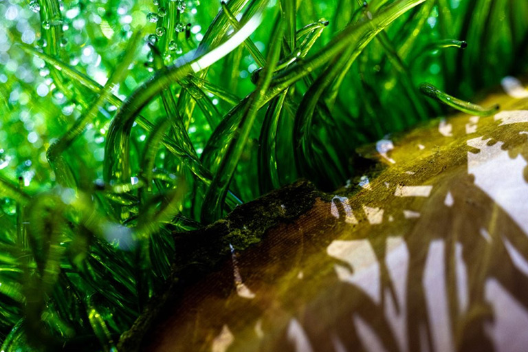 Makroaufnahme von grünen, glasartigen Fäden, die aus einer Holzoberfläche wachsen und im Licht schimmern.